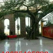 山东冬青景观园林