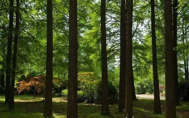 如何控制景观设计中的植物成本